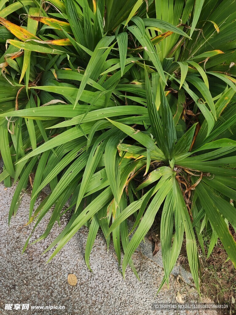 翠绿丛生的阔叶植物