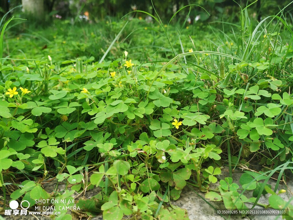 绿意盎然的野生植物景观