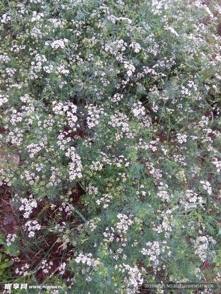 白色小花簇拥的绿植景观