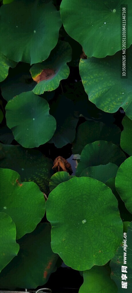 荷叶丛中的多彩景象