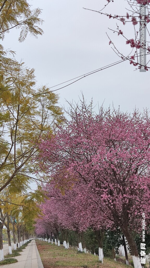 春日繁花盛开的林荫小道