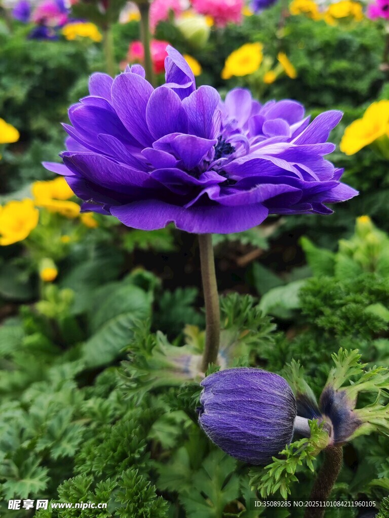 紫色银莲花绽放于花丛