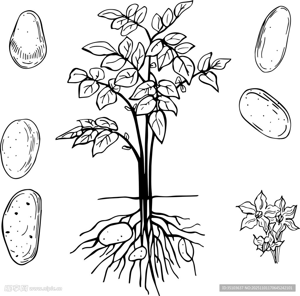 马铃薯植株及块茎生长图示