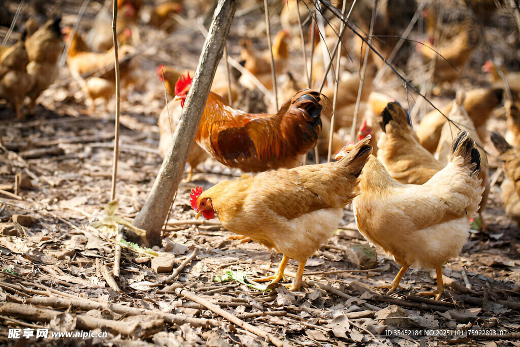 散养鸡