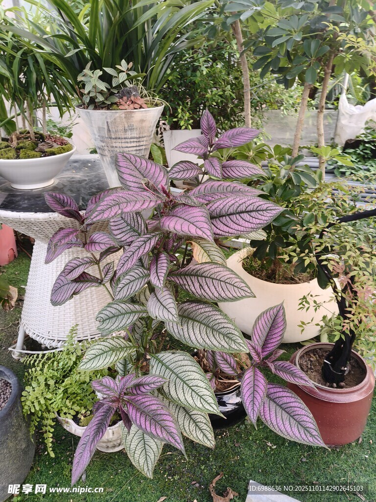 多彩盆栽植物展示