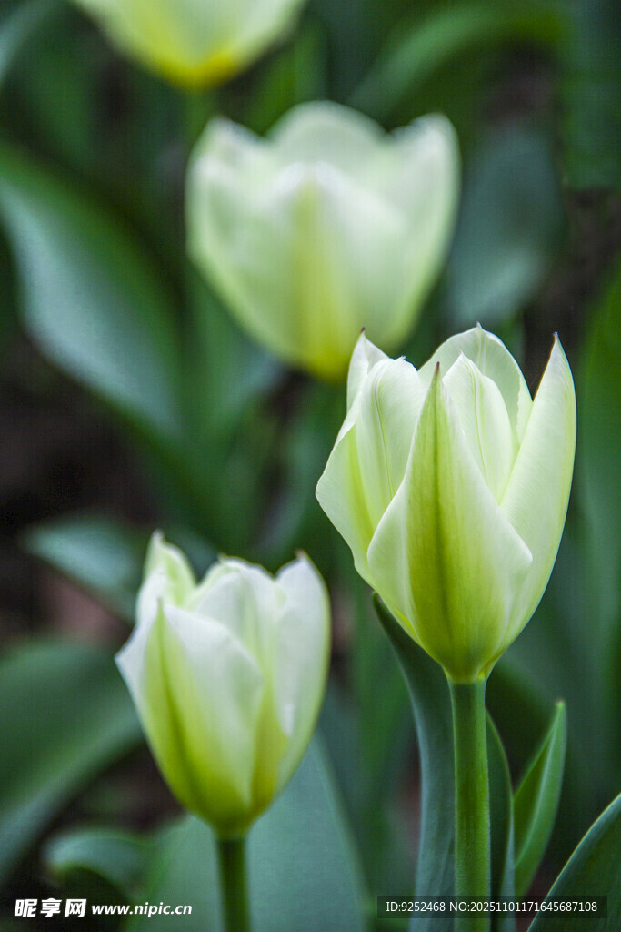 郁金香 绿色