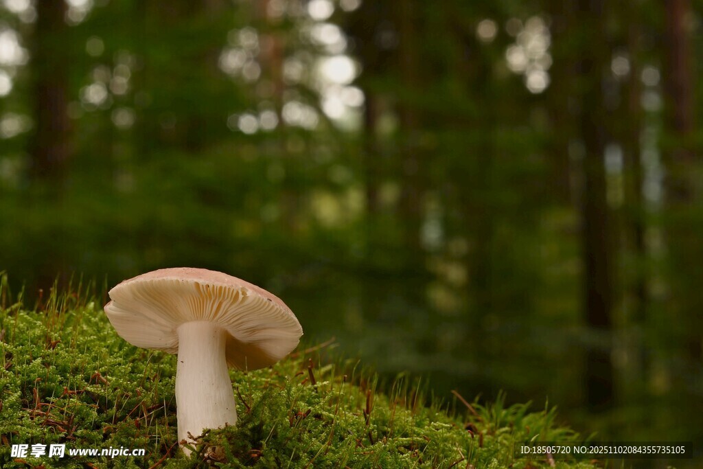 森林中生长的蘑菇