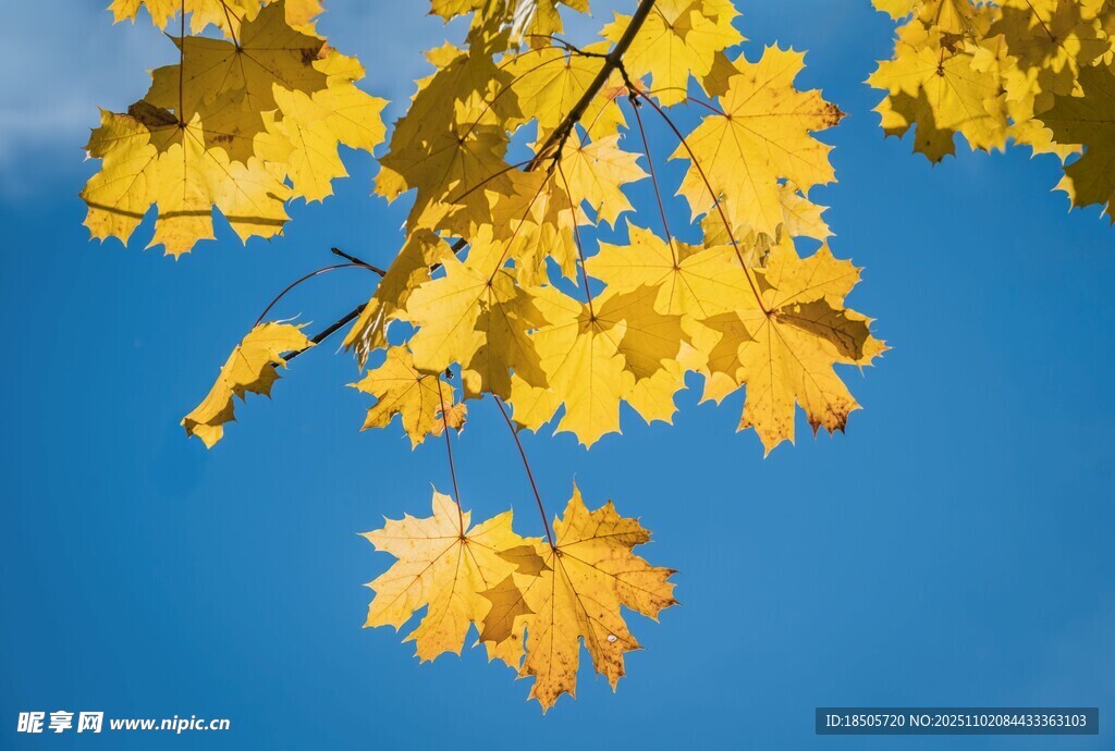 蓝天映衬下的金黄枫叶