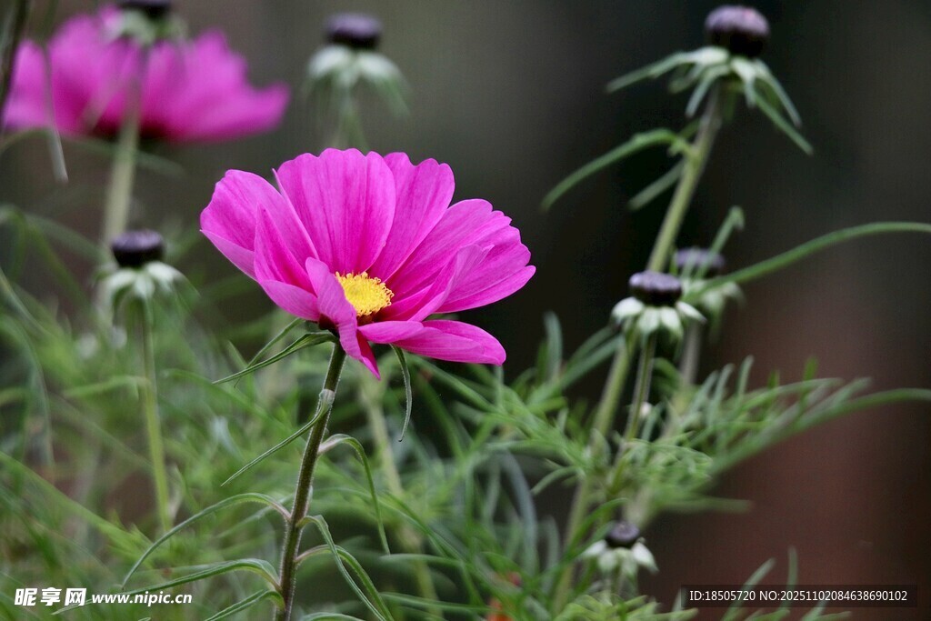 娇艳波斯菊绽放