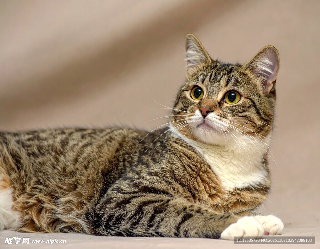 斑纹猫咪侧卧优雅模样