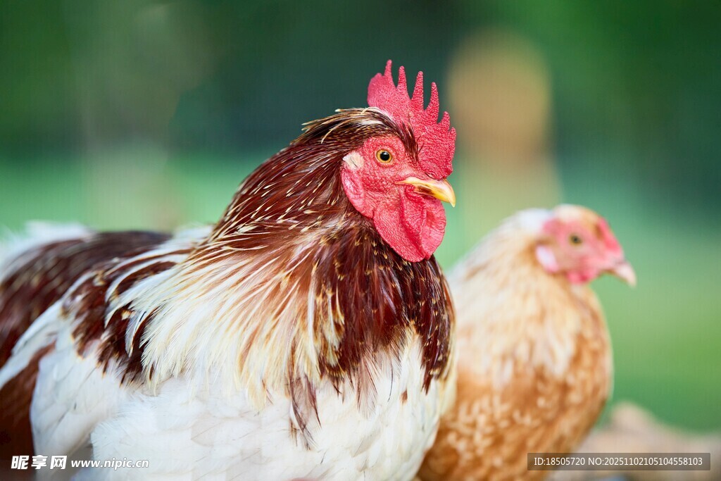 田园中两只色彩鲜艳的鸡