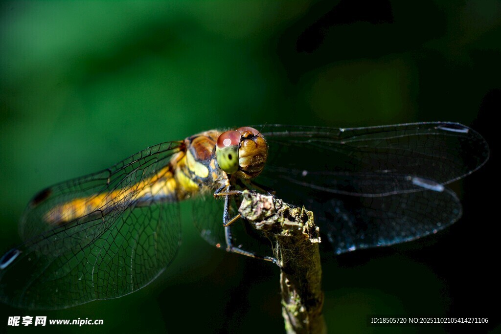 停在枝上的艳丽蜻蜓