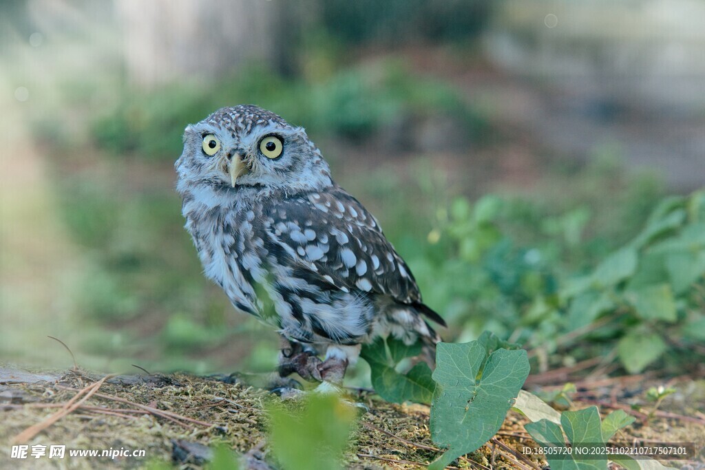 站在木头上的可爱猫头鹰
