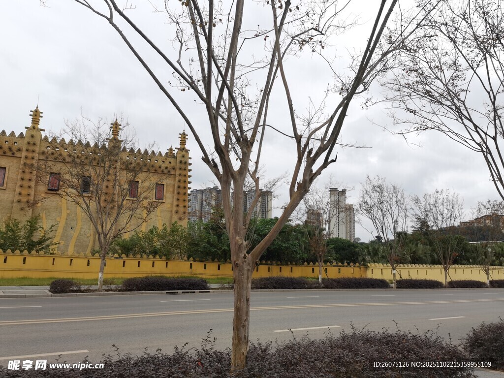 路边光秃树木与远处建筑