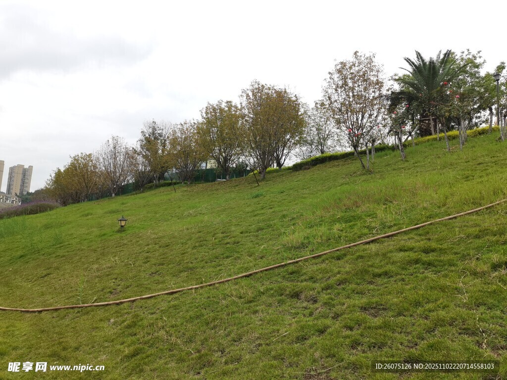 绿意盎然的户外斜坡草地