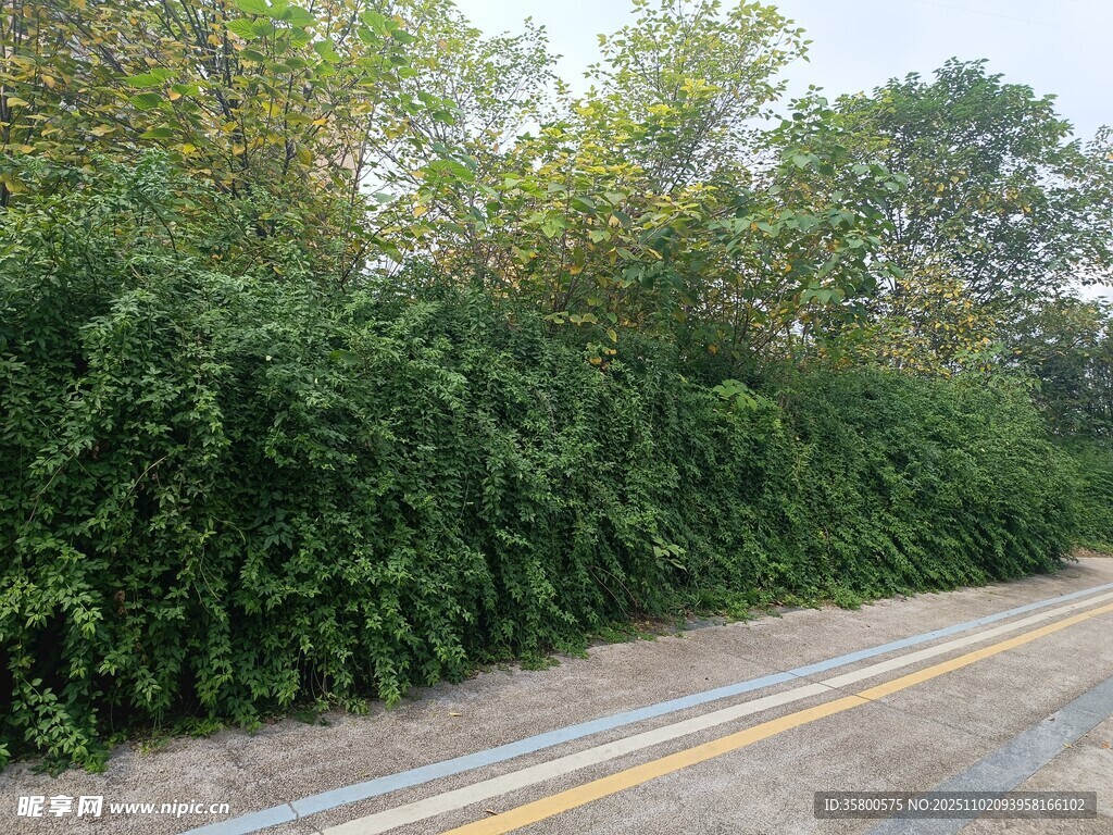 路边繁茂绿植风景