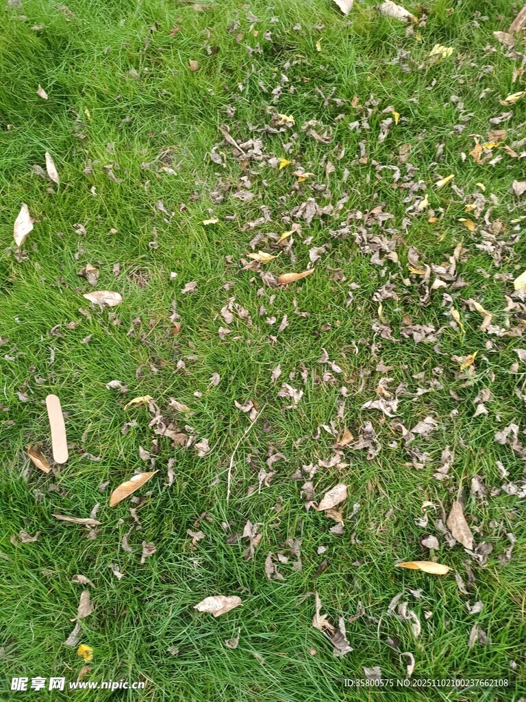 草地上的成群蝴蝶飞舞