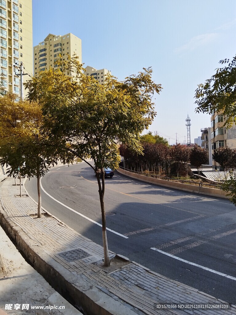 城市街道旁的树木与建筑