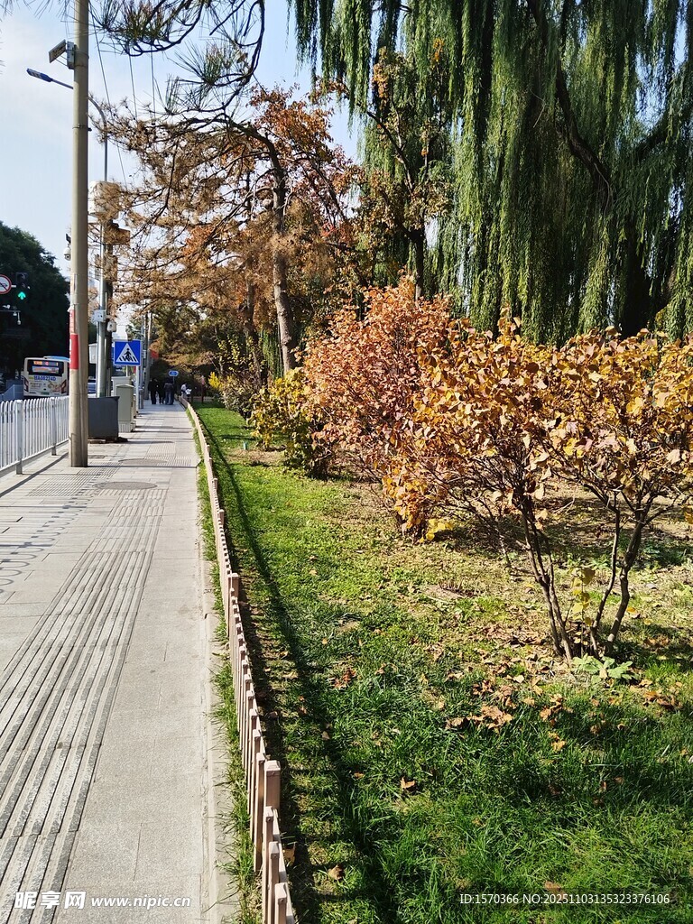 秋日街边绿植景观