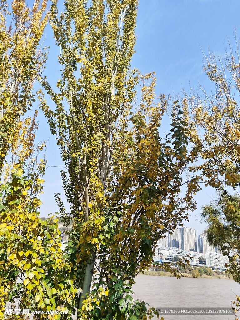 秋日路边树木与远处建筑