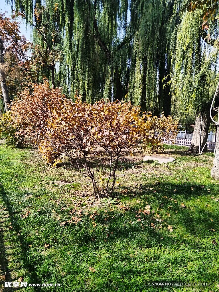 秋日公园内的多彩树木景观