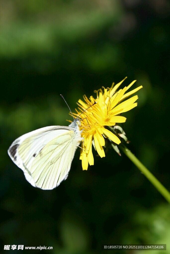 白蝶停驻黄色蒲公英花