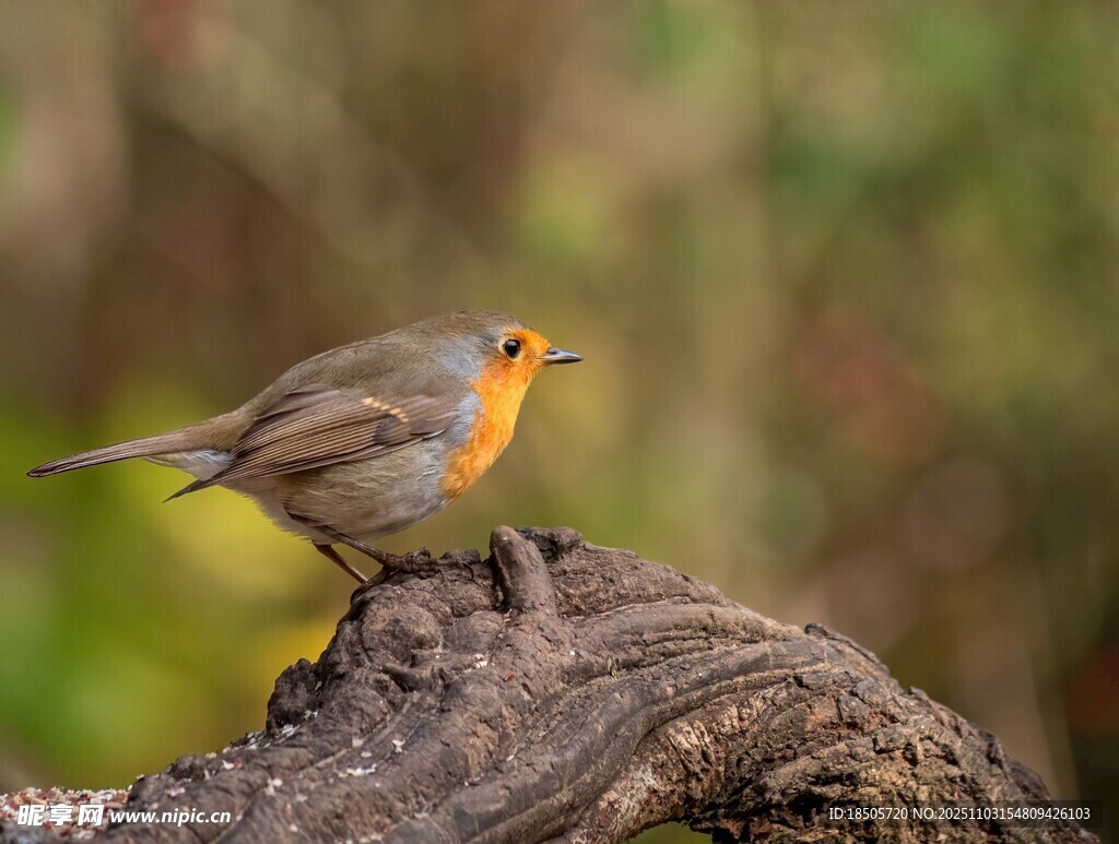 栖息于树桩的橙色小鸟