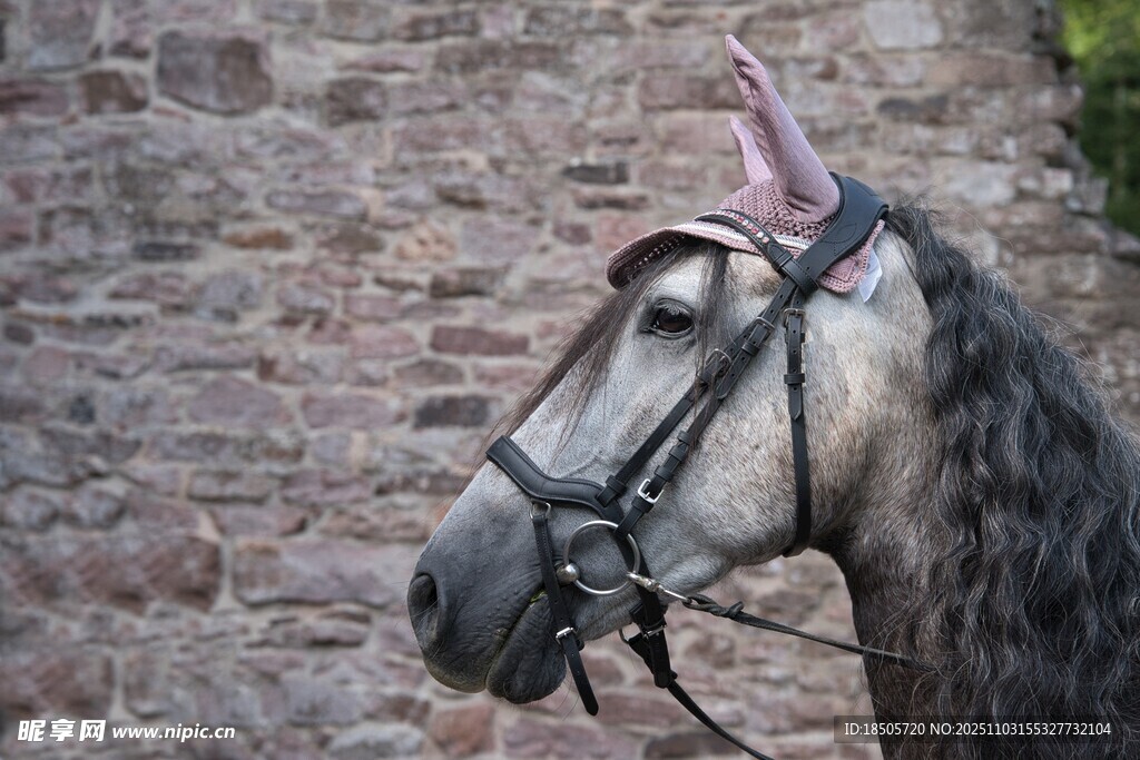 优雅骏马特写