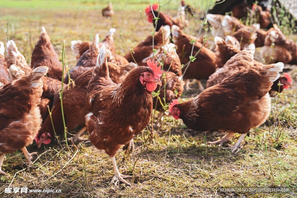 一群鸡在草地上觅食