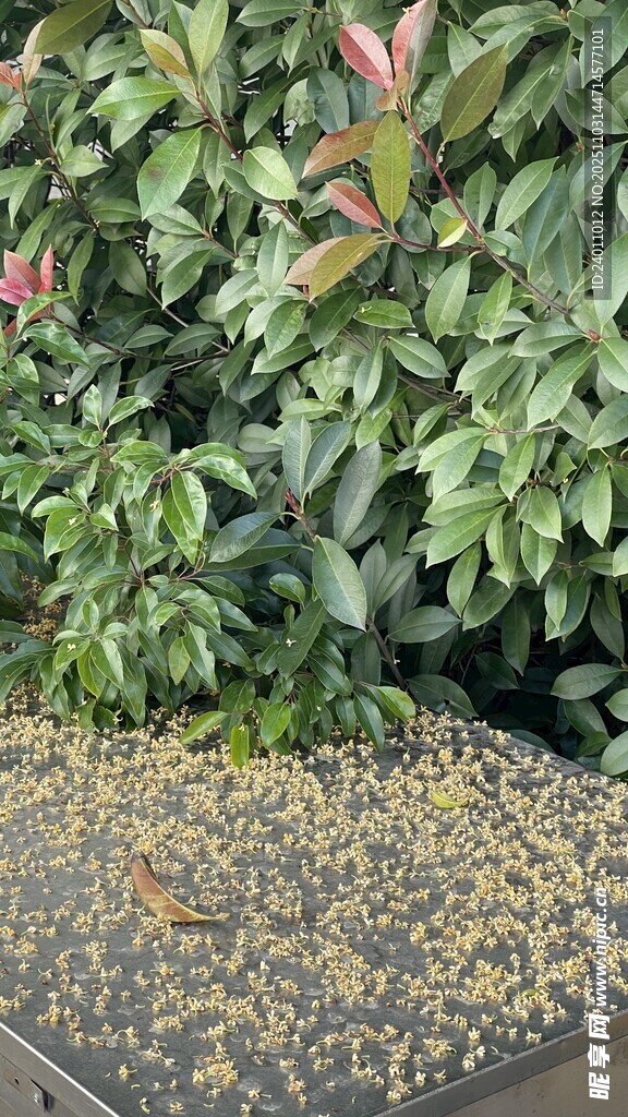 绿植下洒落的黄色颗粒