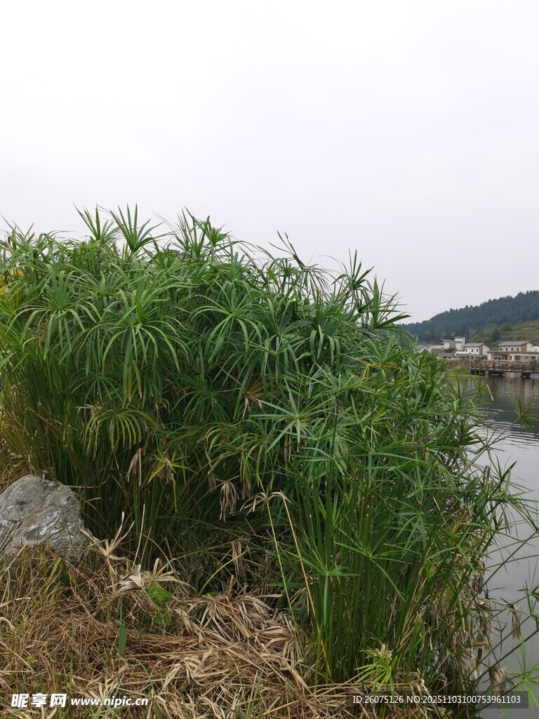 河畔茂盛的绿色芦苇丛