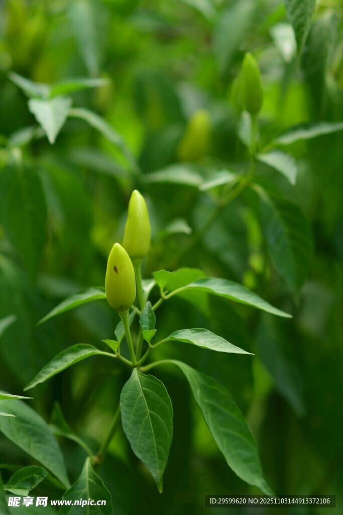 嫩绿尖椒生长于绿叶间