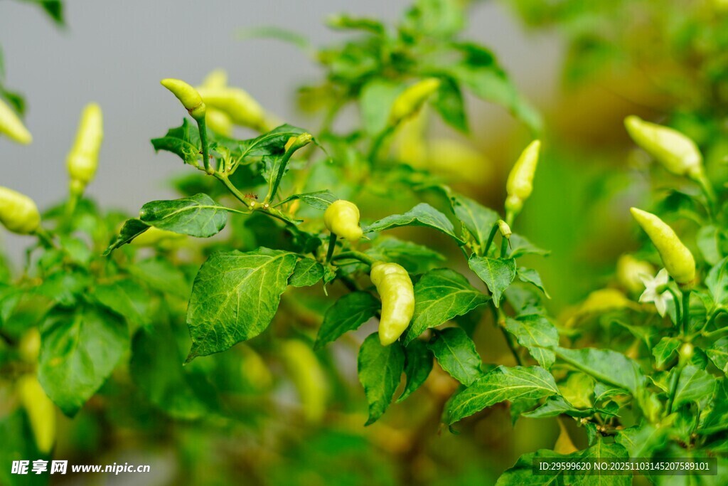 嫩绿尖椒生长于枝叶间