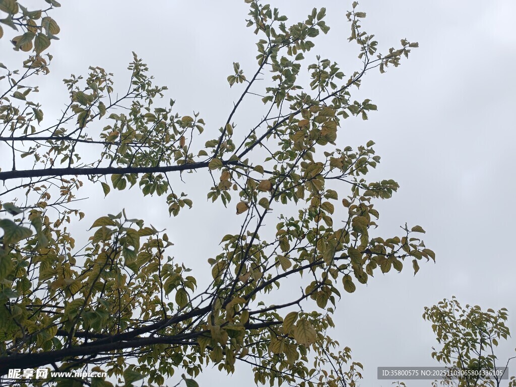枝头绿叶映灰白天空