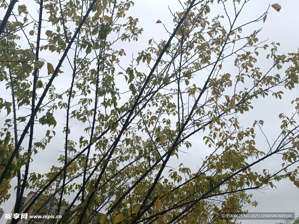 秋日树枝上的黄绿树叶