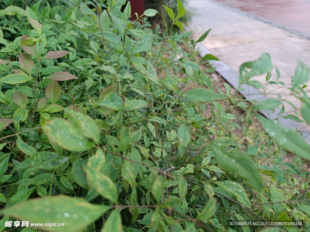 路边的绿色植物