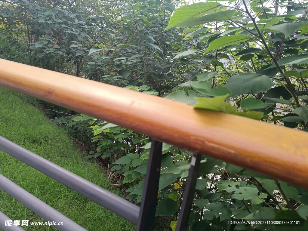 木栏杆上的绿色小昆虫