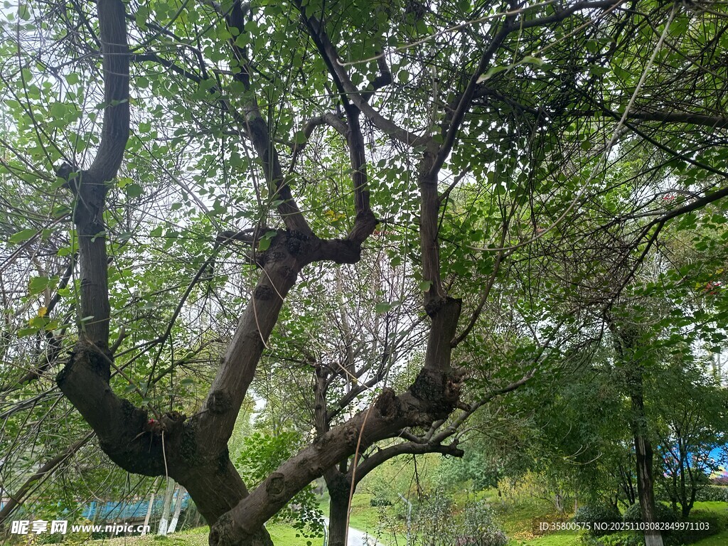 繁茂大树下的自然景致