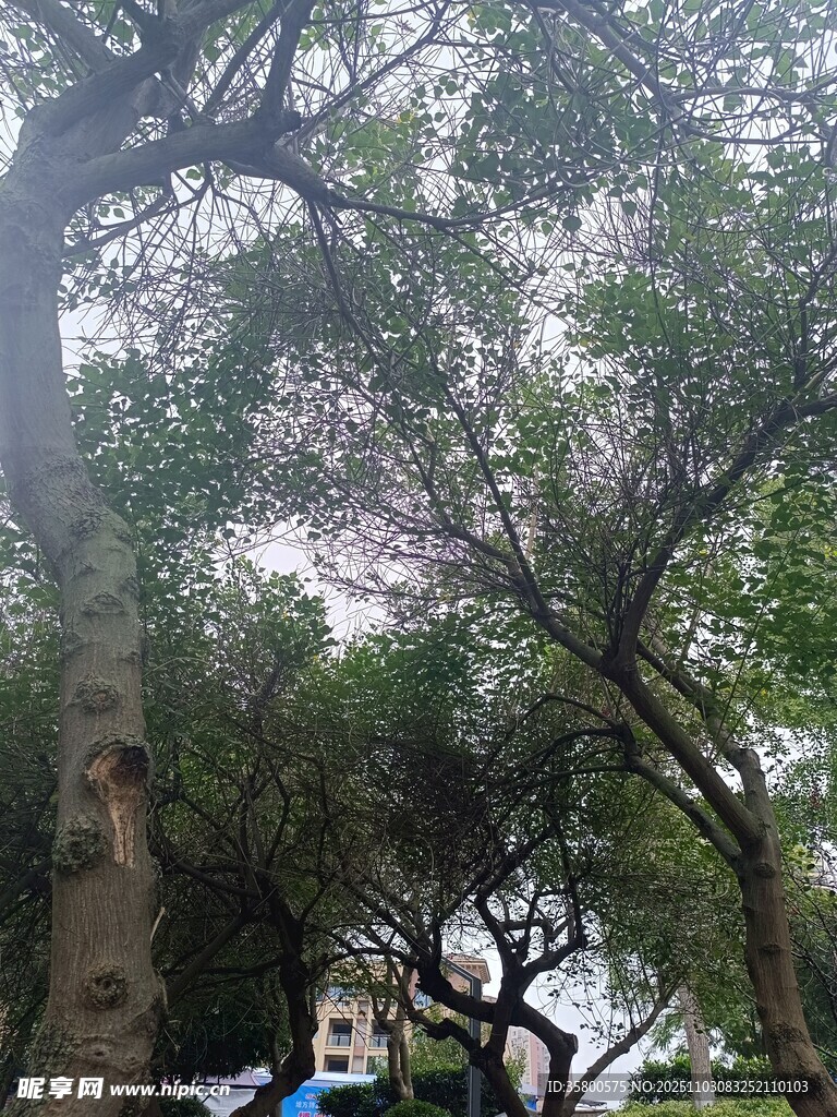 繁茂大树下的宁静景致