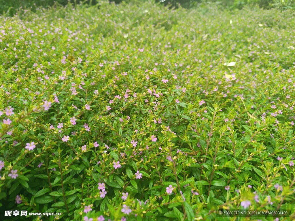 绿意盎然的野花草地