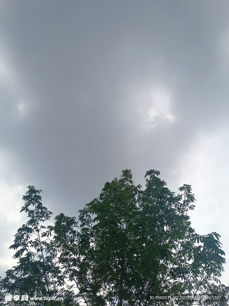 阴云下的绿树梢