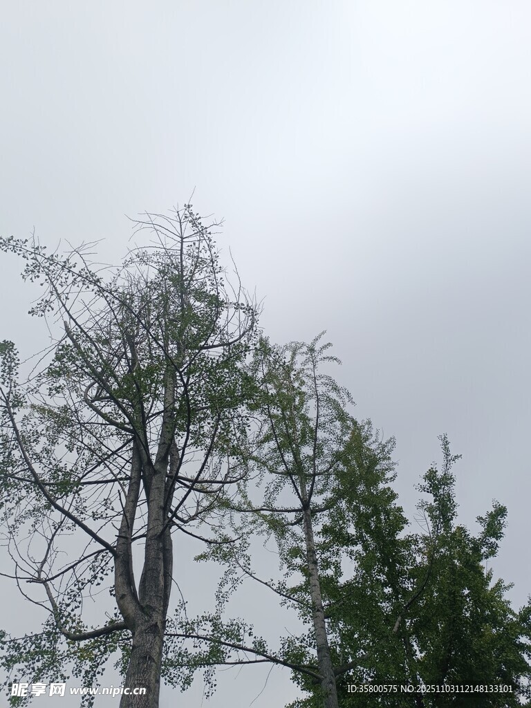 光秃树木与阴沉天空