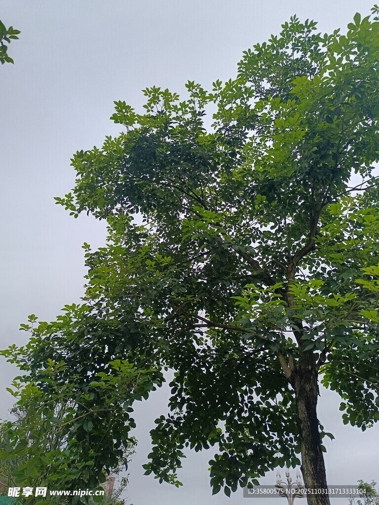 高大繁茂的绿树