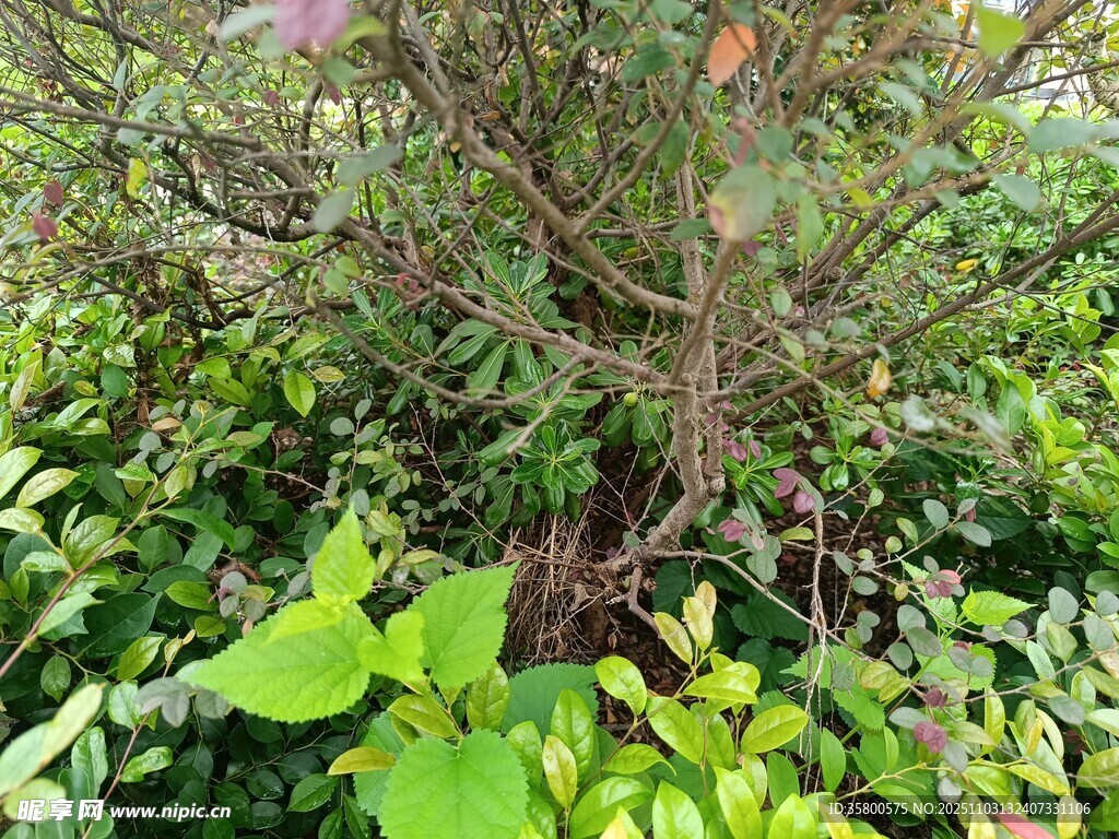 繁茂绿植中的树木景象