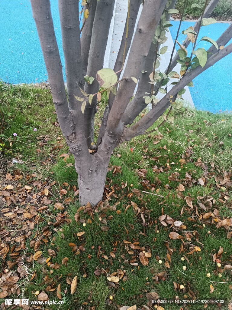 树干旁的落叶与绿植