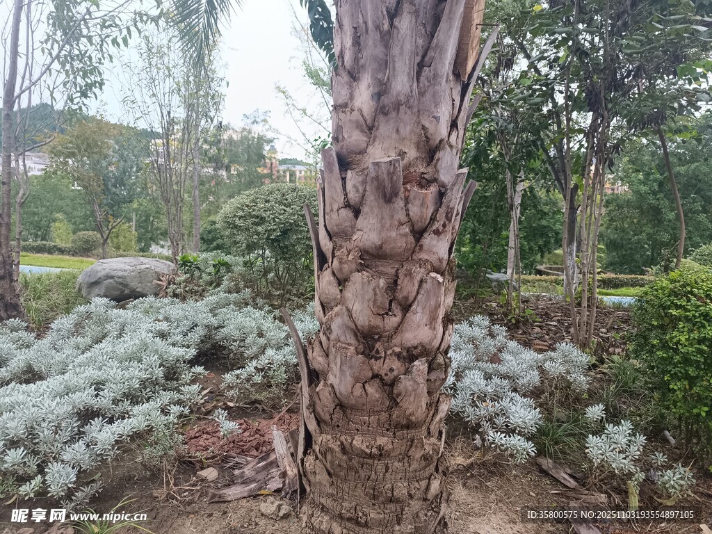 奇特树桩旁的绿植景观