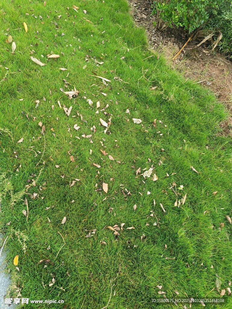 绿草间散落的白色花瓣