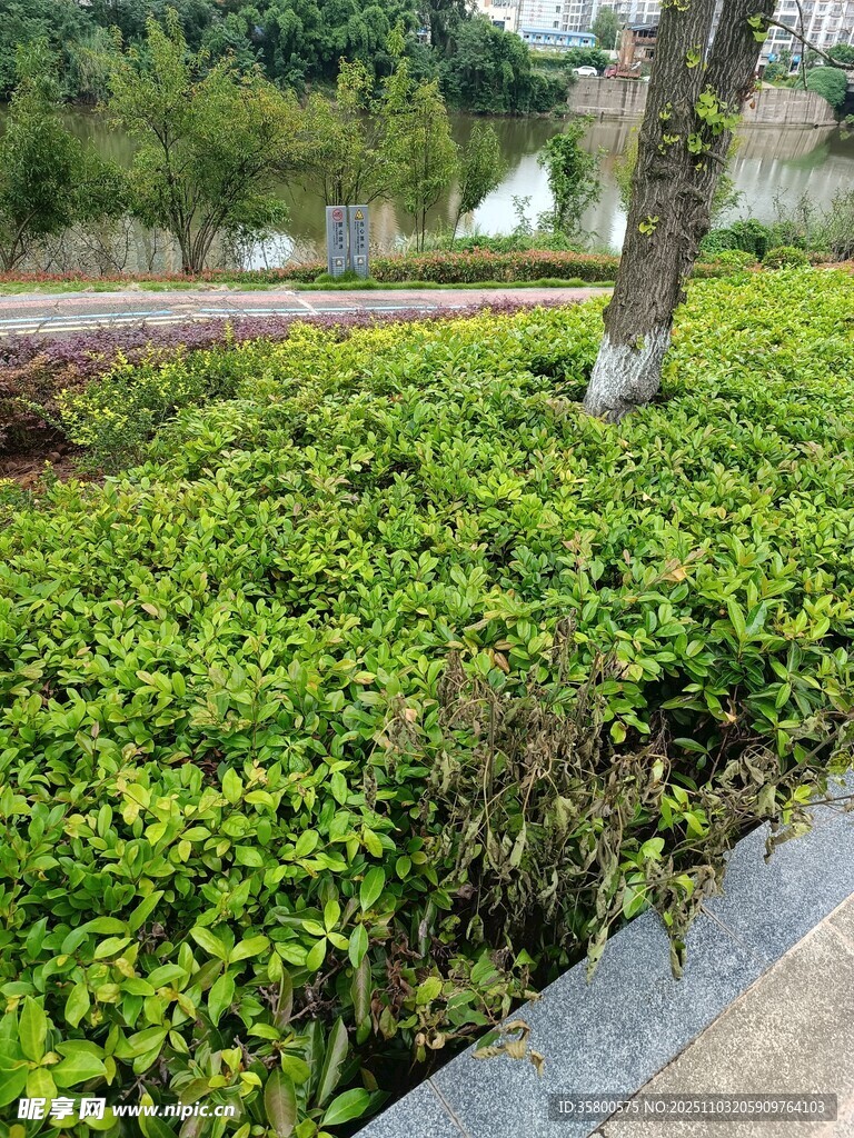 路边翠绿繁茂的灌木丛