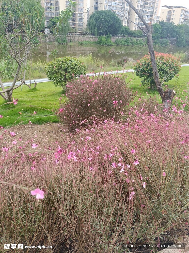 公园中绽放的粉色花卉