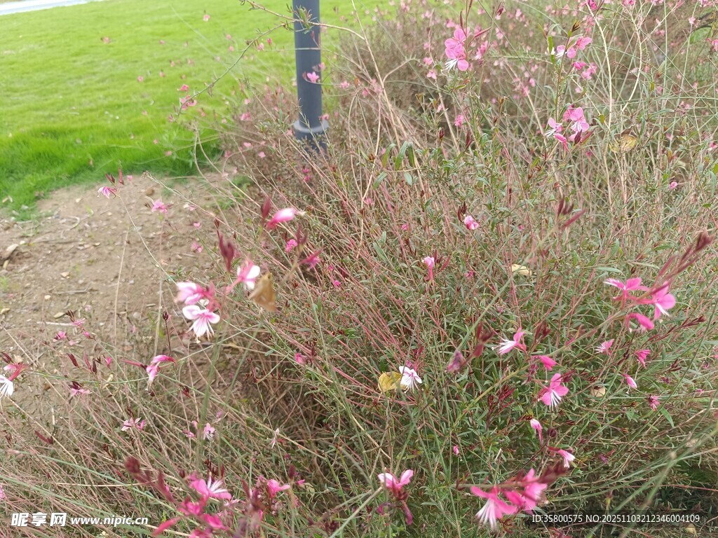 粉色小花绽放于灌木丛中